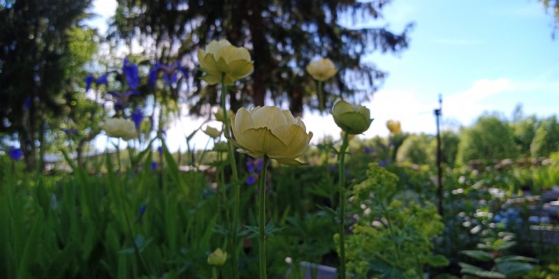 Trollius cultorum 'New Moon' aed-kullerkupp